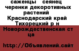 саженцы , сеянец , черенки декоротивных растений - Краснодарский край, Тихорецкий р-н, Новорождественская ст-ца  »    